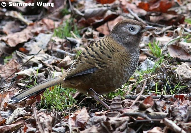 Barred Laughingthrush - ML378498061