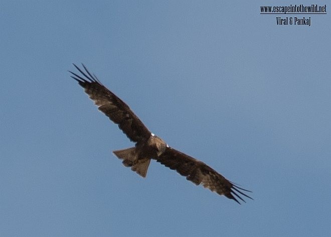 Booted Eagle - ML378498261
