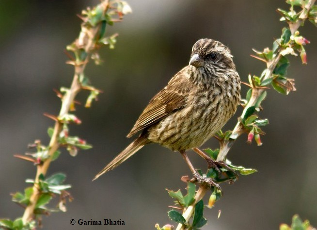 Pink-browed Rosefinch - ML378498921