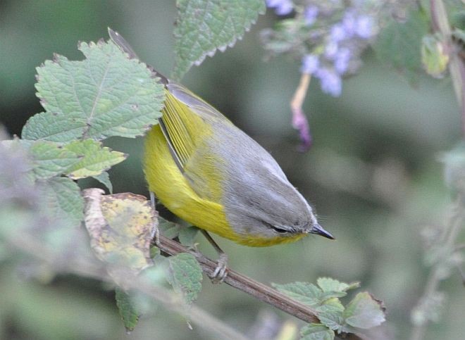 Gray-hooded Warbler - ML378499161