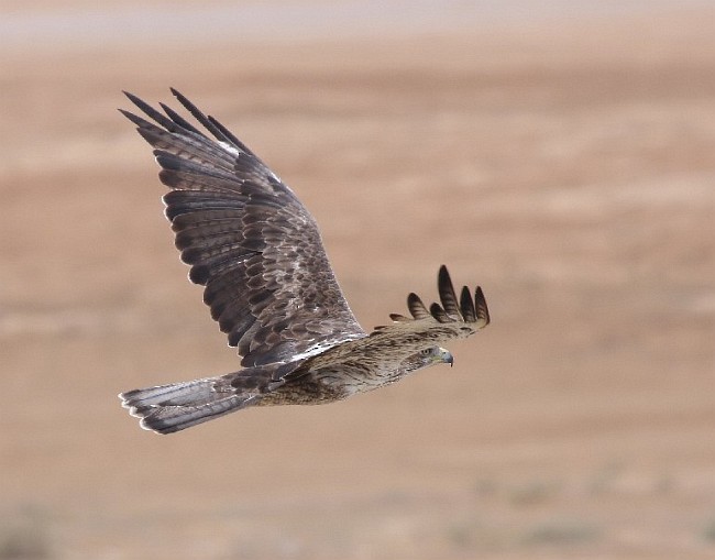 Bonelli's Eagle - ML378499911