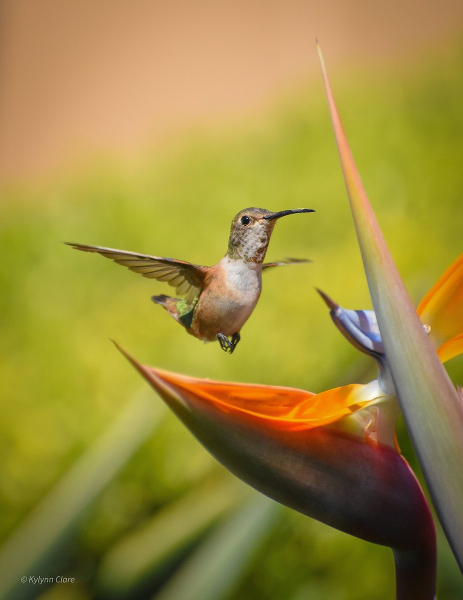 Allen's Hummingbird - ML378500201