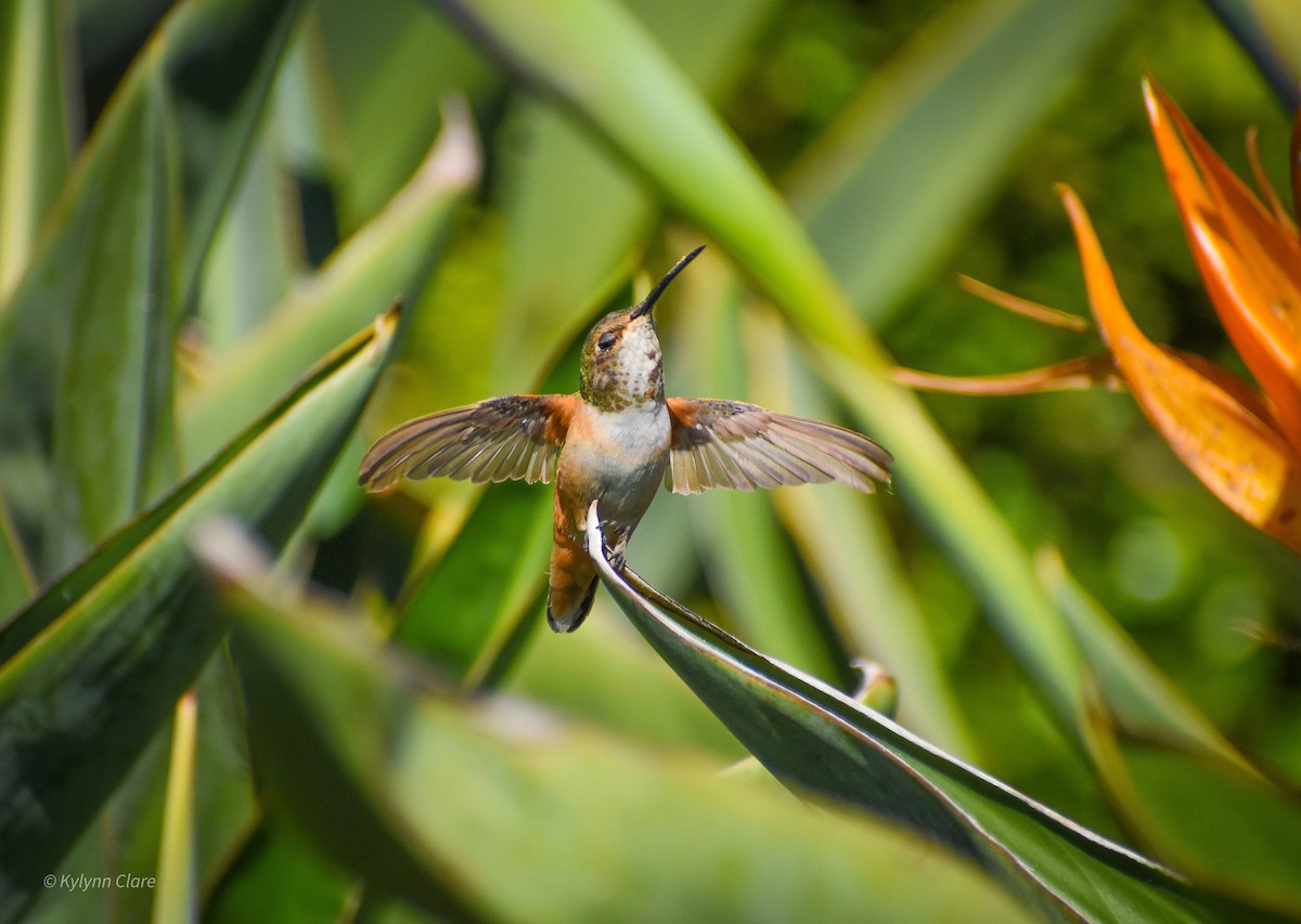 Allen's Hummingbird - ML378500211