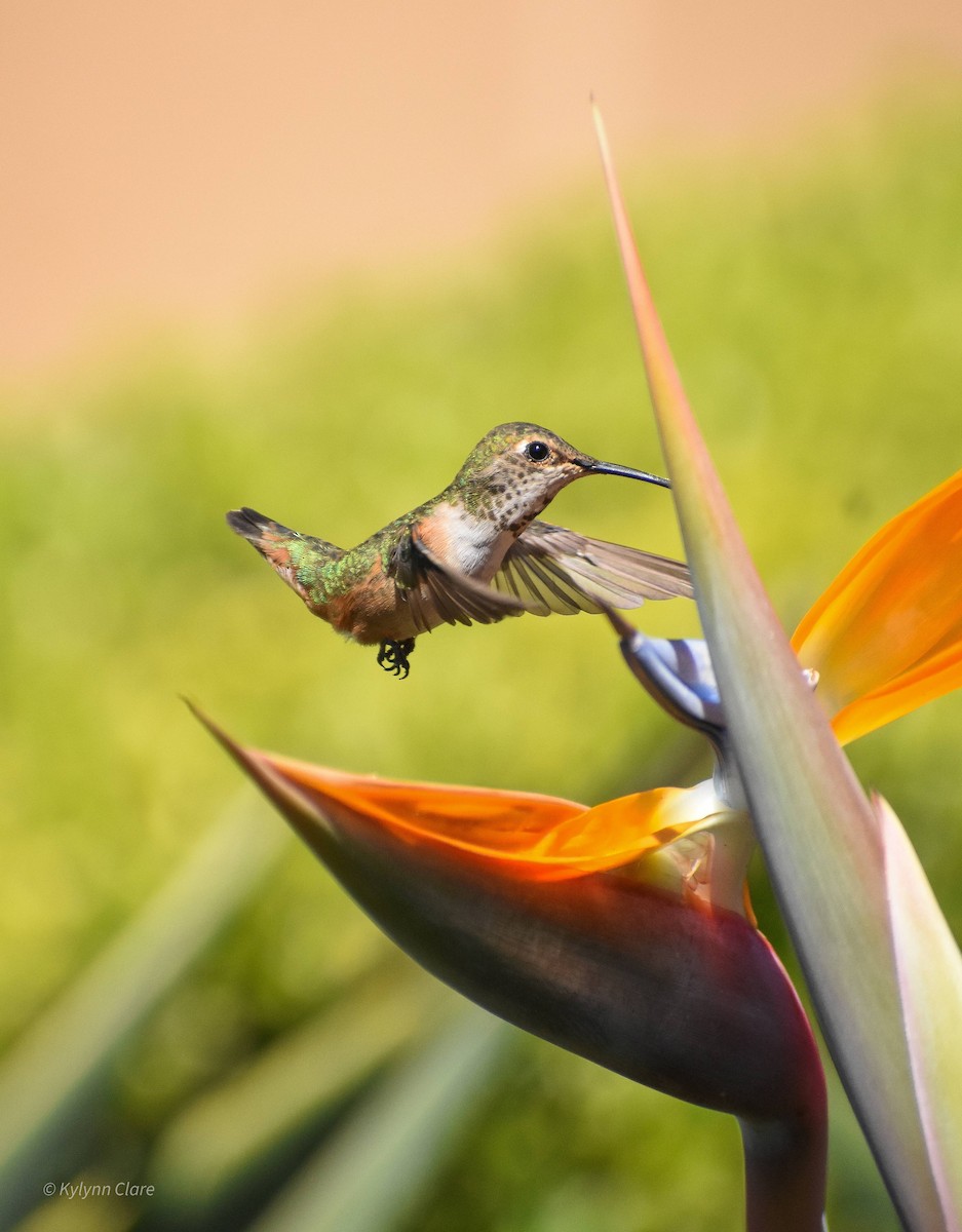 Allen's Hummingbird - ML378500221