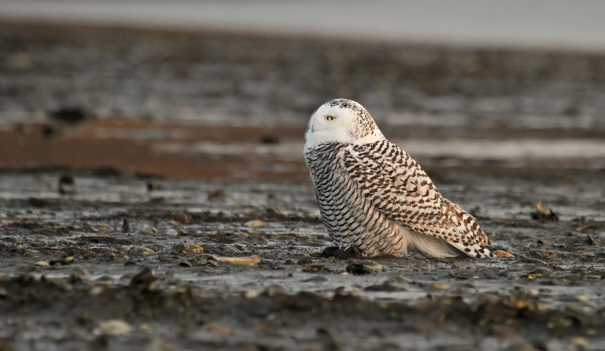 Snowy Owl - ML37850231