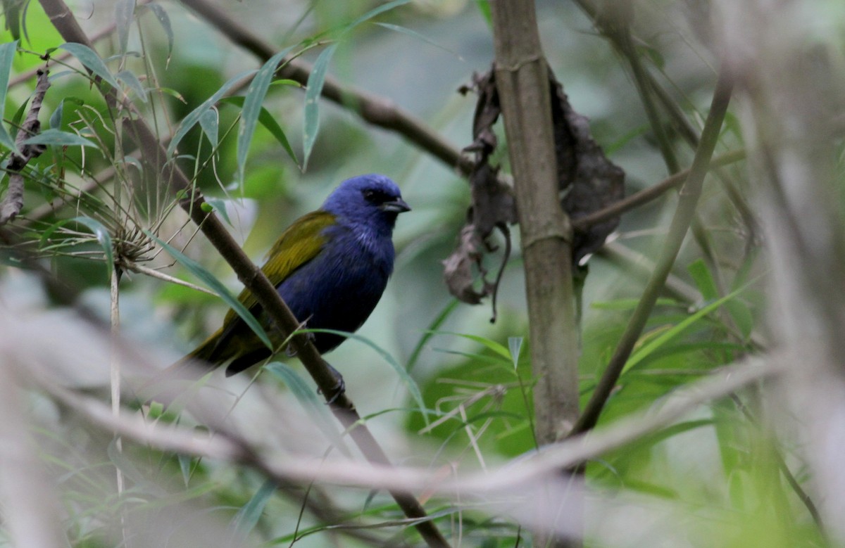 Blue-capped Tanager - ML37850361