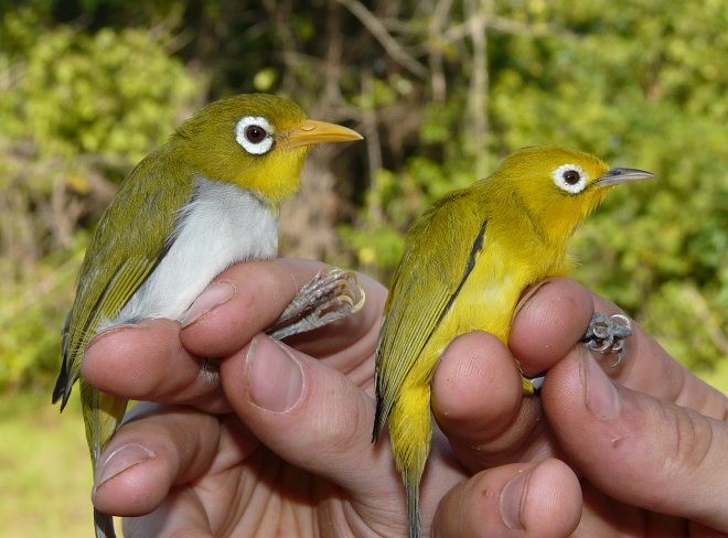 Wakatobi White-eye - ML378504371