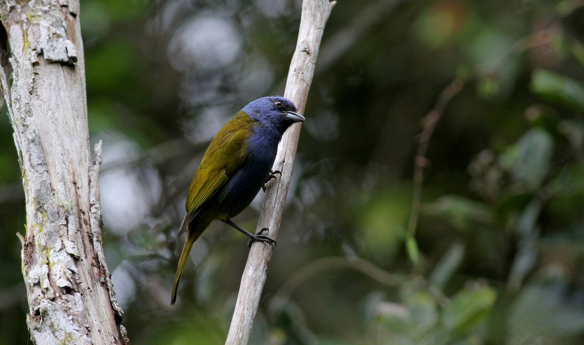 Blue-capped Tanager - ML37850461