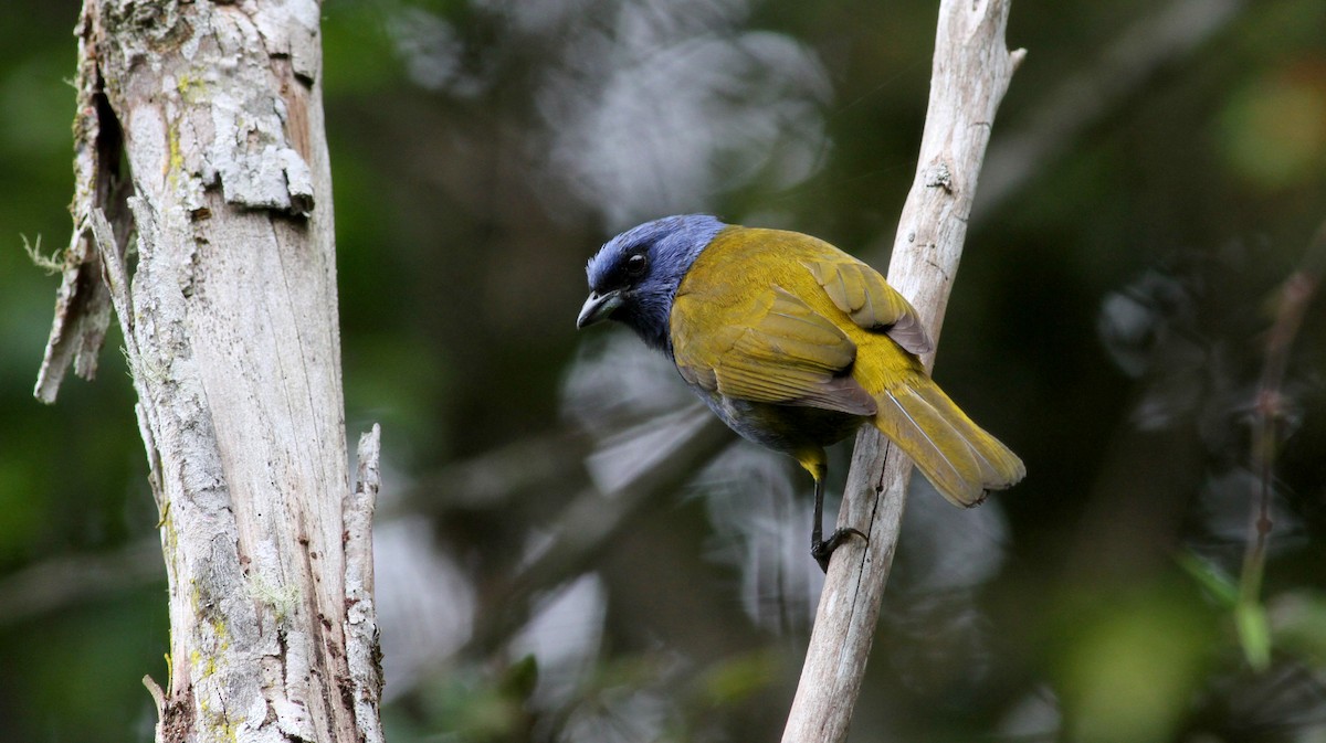 Blue-capped Tanager - ML37850471