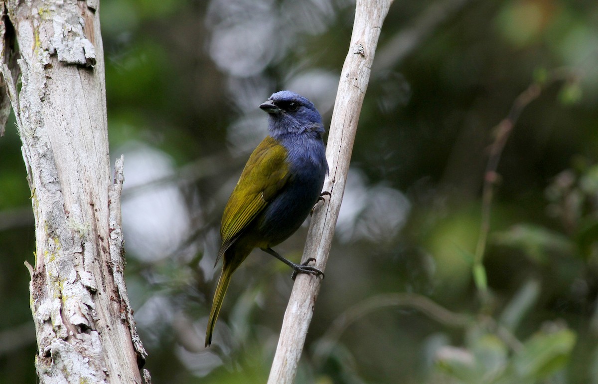 Blue-capped Tanager - ML37850481