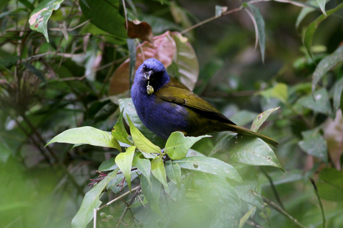 Blue-capped Tanager - ML37850491
