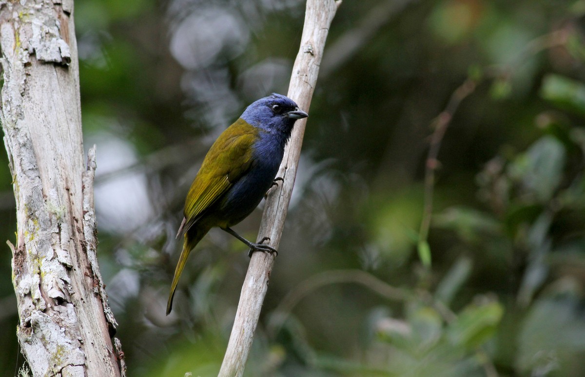 Blue-capped Tanager - ML37850501
