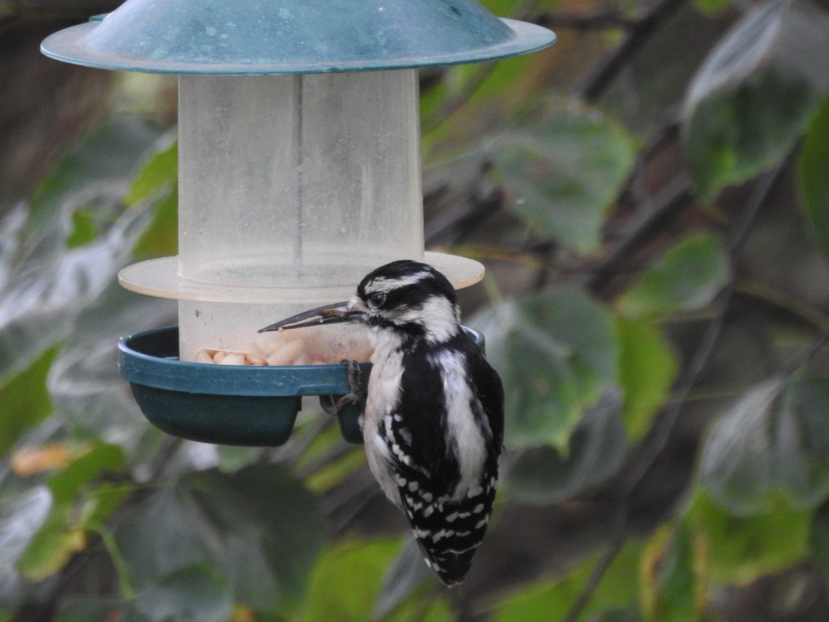 Downy Woodpecker (Eastern) - ML378506621