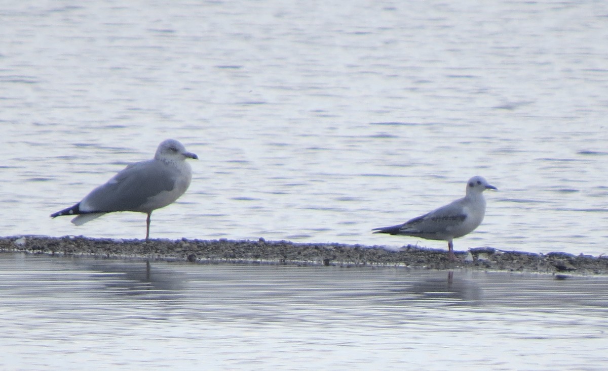 Bonaparte's Gull - ML378507111