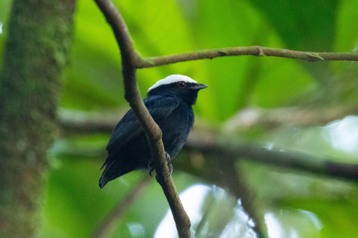 White-crowned Manakin - ML378508831