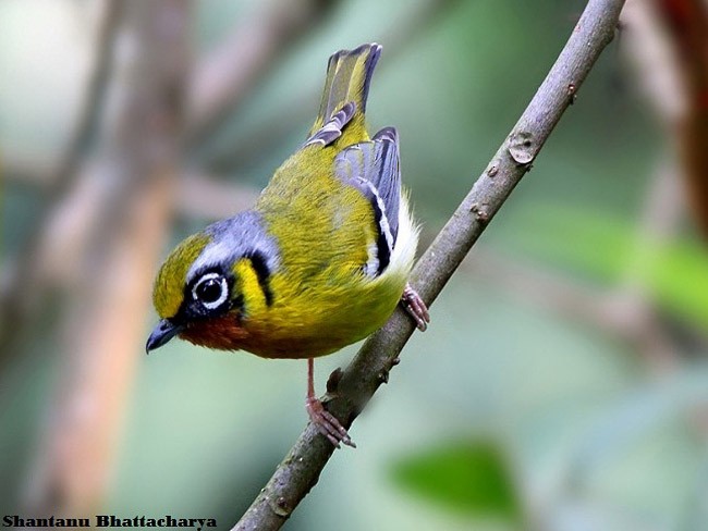 Zimtkehl-Würgervireo - ML378509011
