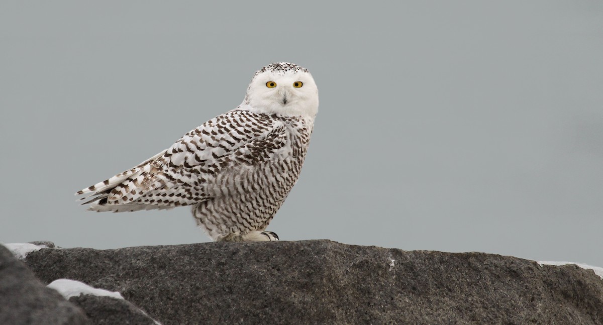 Snowy Owl - Ryan Schain