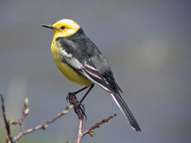 Citrine Wagtail - ML378512401