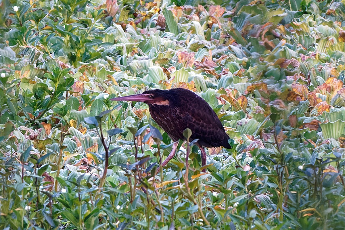 Black Bittern - ML378512511