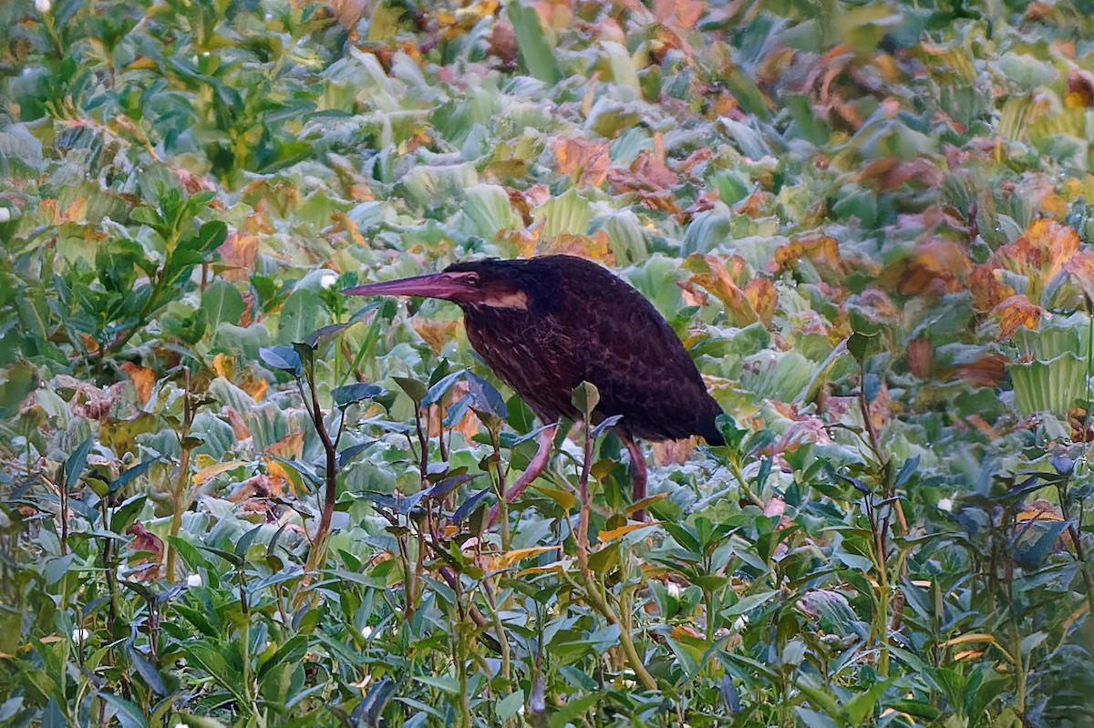 Black Bittern - ML378512541