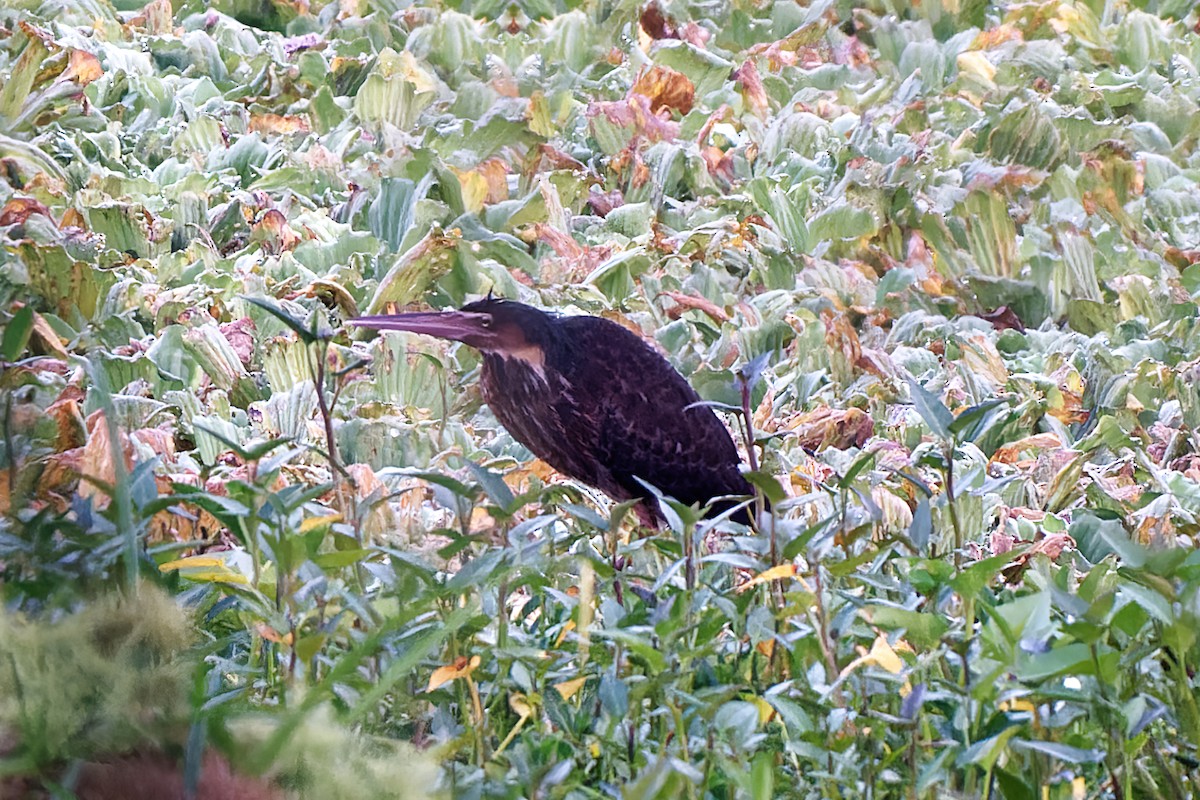 Black Bittern - ML378512561