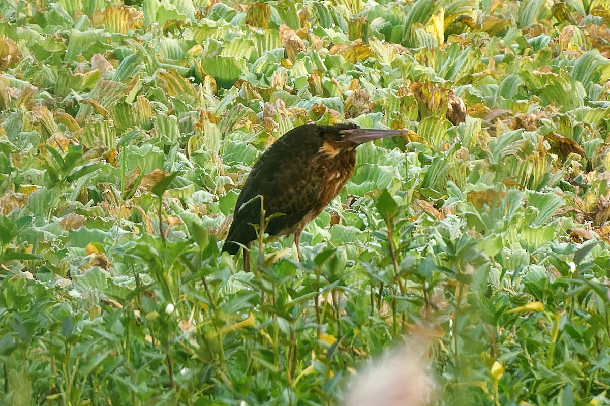 Black Bittern - ML378512631