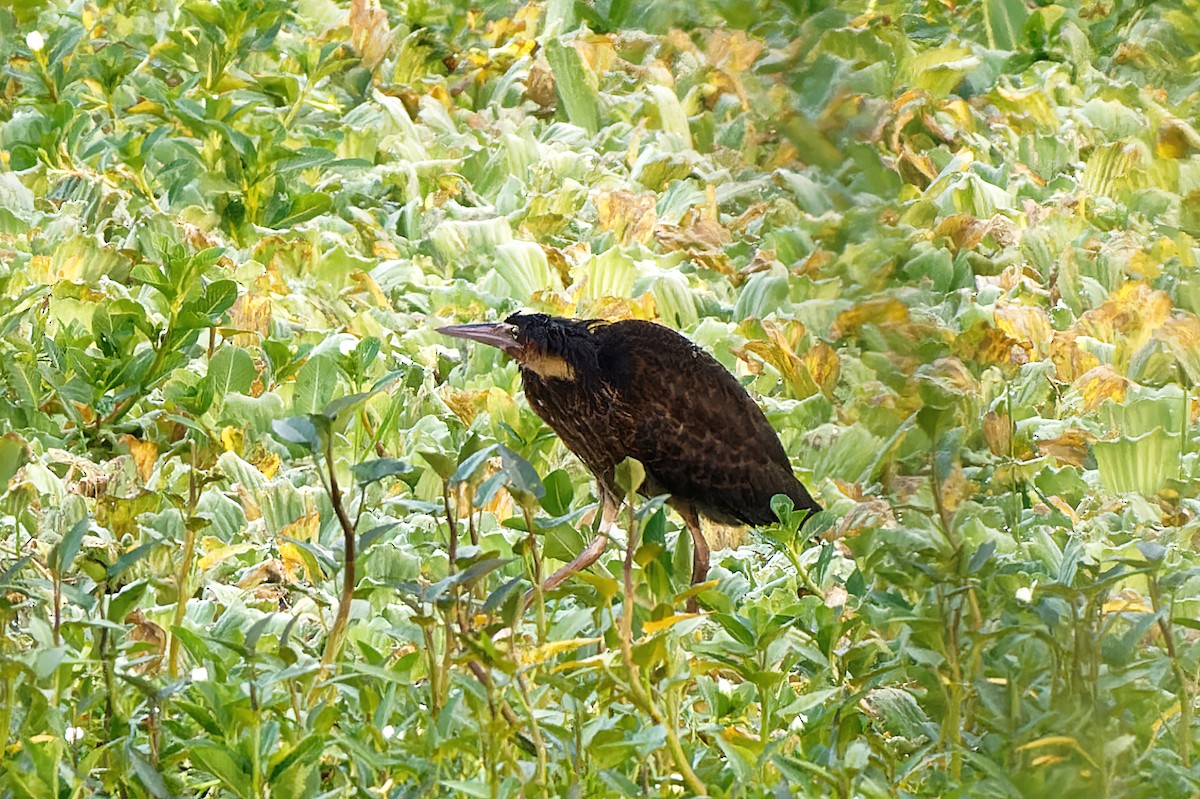 Black Bittern - ML378512651