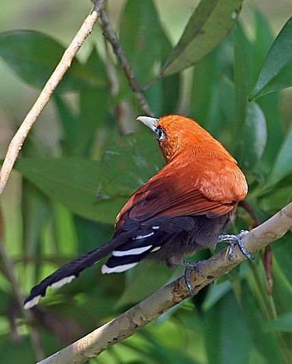 Raffles's Malkoha - Mervin Quah