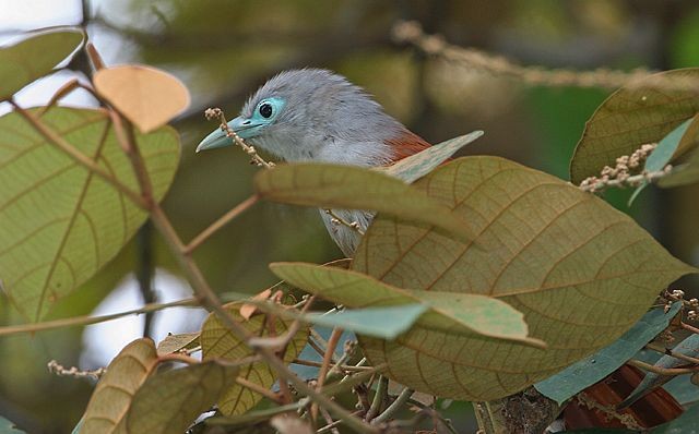 Raffles's Malkoha - Mervin Quah