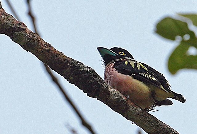 Black-and-yellow Broadbill - ML378513261