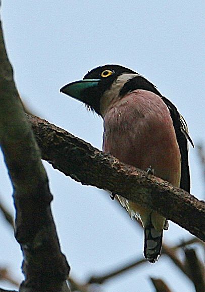 Black-and-yellow Broadbill - ML378513281