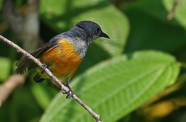 Orange-bellied Flowerpecker - ML378513381