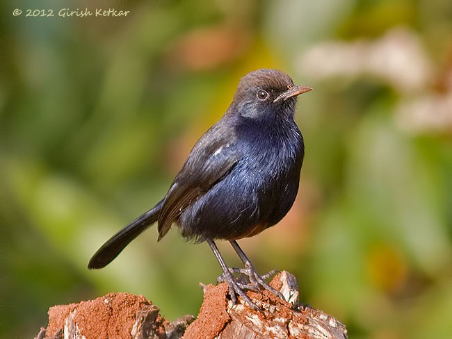 Indian Robin - ML378513811