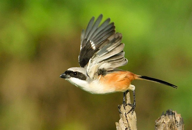 Сорокопуд довгохвостий (підвид erythronotus/caniceps) - ML378515471