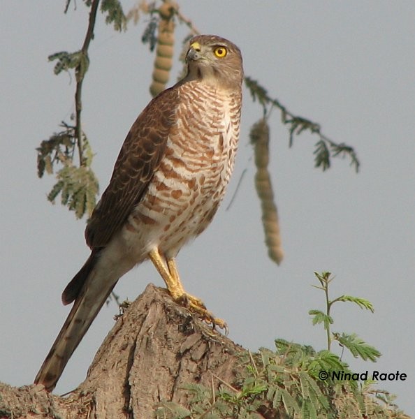 Shikra - Ninad Raote