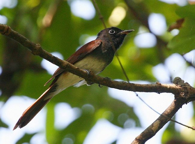 Black Paradise-Flycatcher - ML378516261