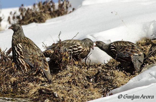 Snow Partridge - ML378516321