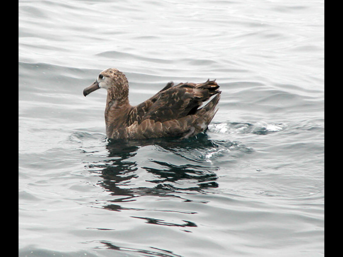 Black-footed Albatross - Sylvia Maulding