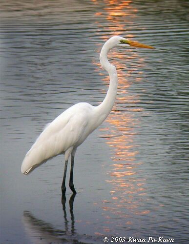 Great Egret - ML378518911