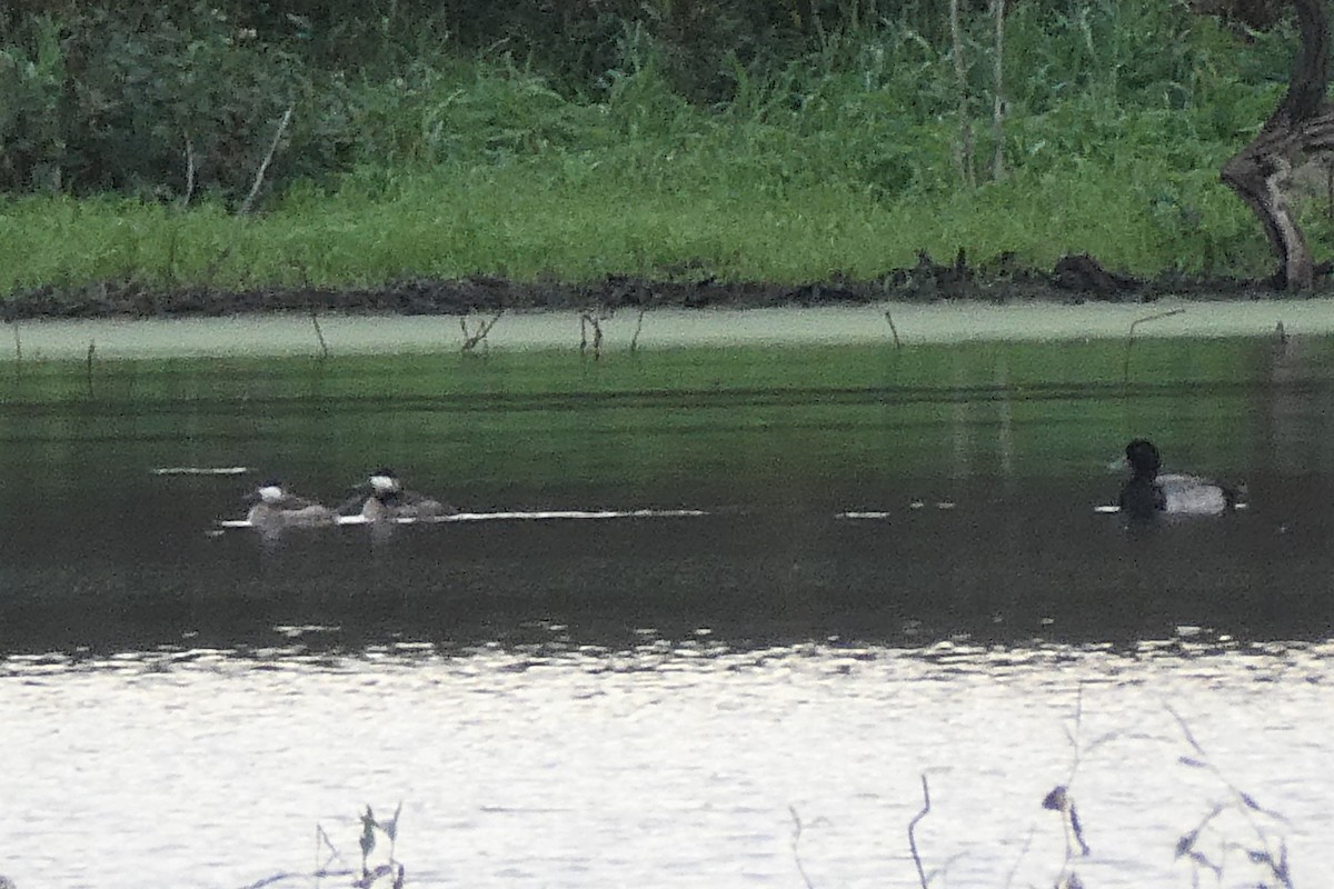 Ruddy Duck - K K