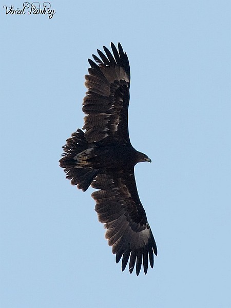 Greater Spotted Eagle - ML378519831