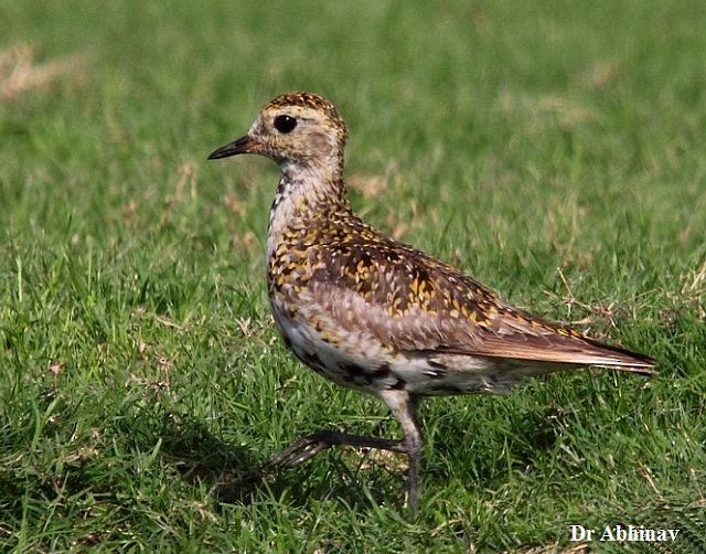 European Golden-Plover - ML378519951