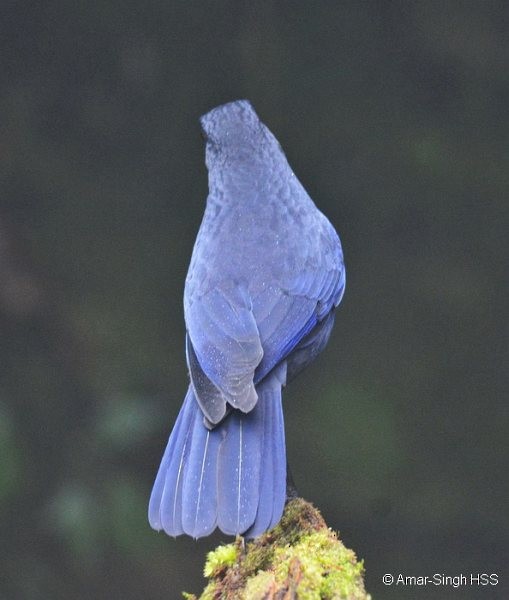 Тайваньская синяя птица - ML378520161