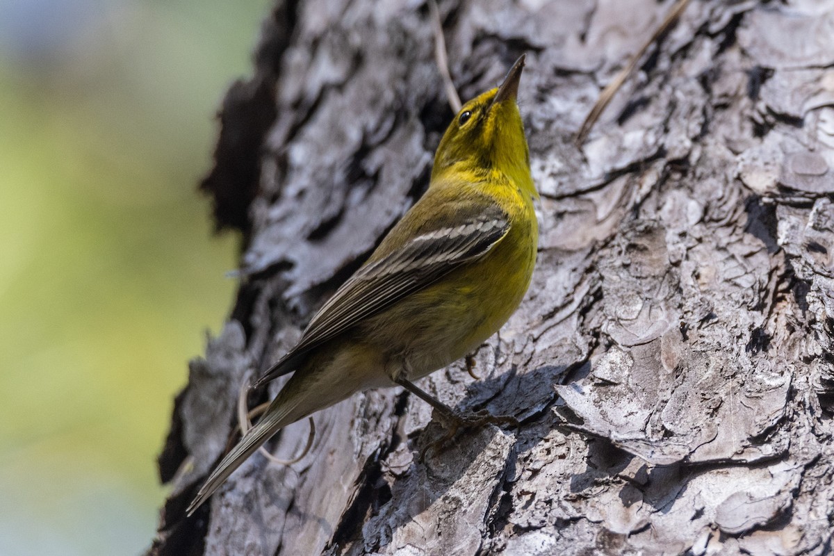 Pine Warbler - Kent Fiala