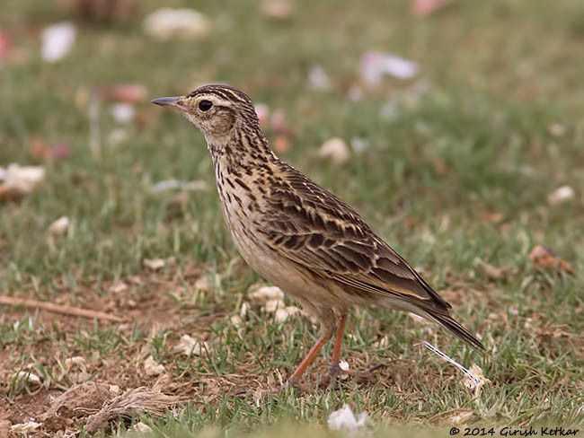 Oriental Skylark - ML378521001