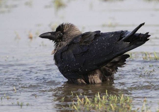 House Crow - ML378521081