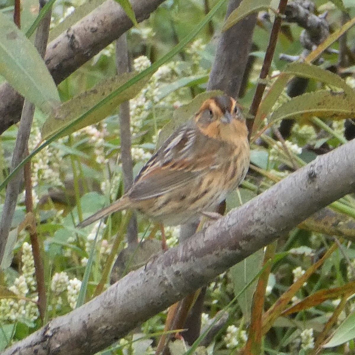 Nelson's Sparrow - ML378521231