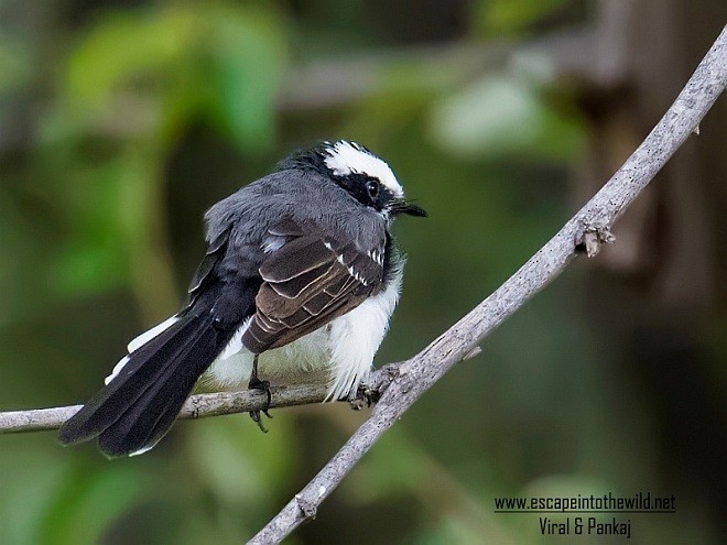 White-browed Fantail - ML378522671