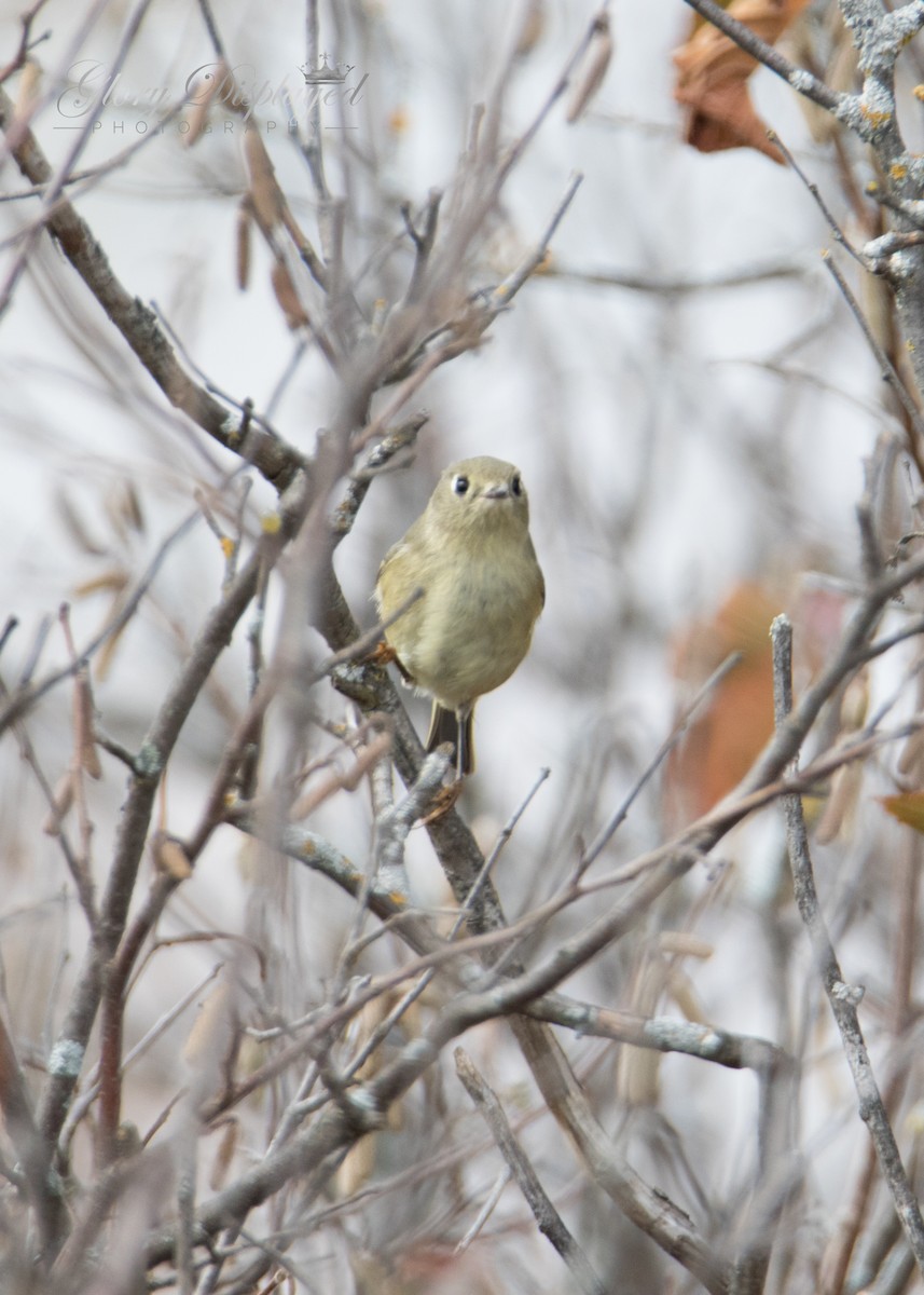 Ruby-crowned Kinglet - ML378522841