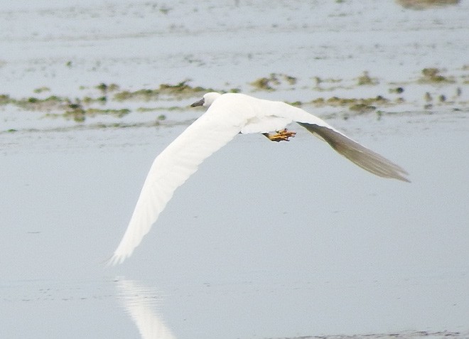 Pacific Reef-Heron - Muhammad Iqbal